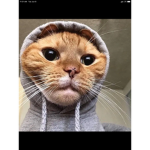 Famous cat :3