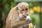 bananas are cool!! :D
