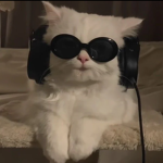 Cats District