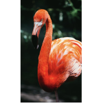 Flamingo destroys Felipe