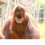 XxMonkeyxX