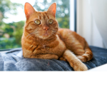 Cat GANGGANGGANGGANGGANG