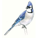 Blue Jays =)