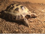 The SHELL army