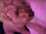 Poppy is 3 years old happy b day