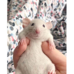 tHe PwEtTy RaTs