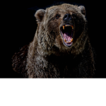 wild bear 123