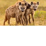 ferret united and hyenas united