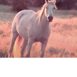 Home is where the horses are