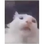 Floof Agency