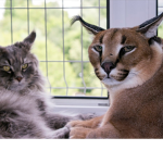 Cats and floppa group