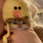 gato pitufo