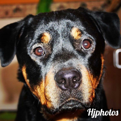 dog Roblox decal
