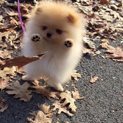 dog Roblox decal