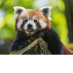 Red Pandy