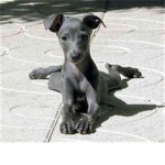 dog people that love dogs