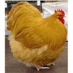 Five’s chuckens