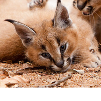 gravity controller but its my version