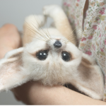 Fennec foxes!?
