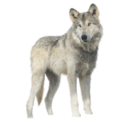 Wolf Lake City (ALPHA)
