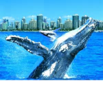 Golden whale Clothing