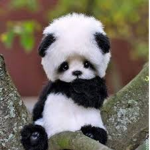 Very Cute animal studios