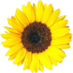 The shining sunflowers