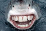 Sharkie Sharkie Sharkie Poop YEETTTTTT