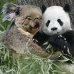 Da koala sqad
