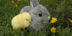 Bunnies are vegan