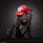 The Pug Gangsters
