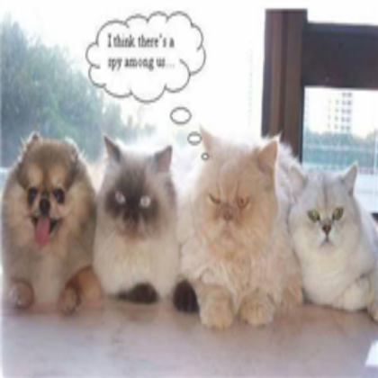 funny cats Roblox decal