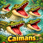 Caïmans.