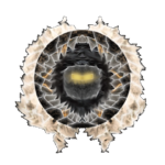 Vividtation