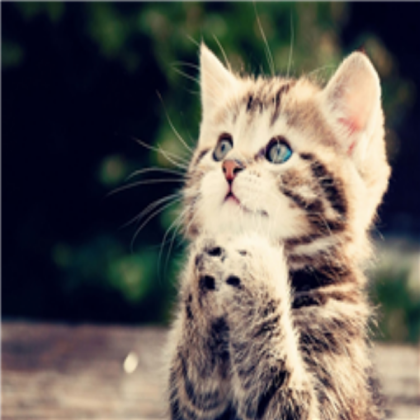 cute kitten decal Roblox decal