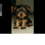 Yorkie are amazing club