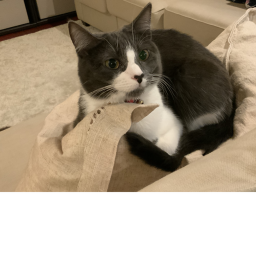 Pog tarts's Chilling place