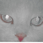 bat cat$