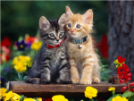 cats day