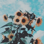 Sunflowers :>>