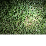 Don’t touch grass