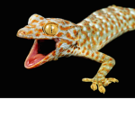 The Gecko Group 🦎🦎🦎🦎🦎🦎🦎🦎🦎