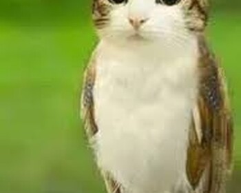 (UPD 13.2) Find Meowls 🦉🐱
