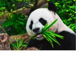 Grayson and panda