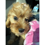 Honey’s Doggo group!