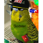 The_bird_fan_group