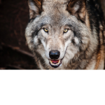 The WOLF Fan Club #1