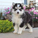 The pomskies