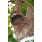 Group of sloths