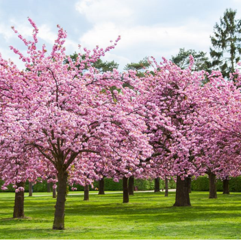 Sakura Tree.